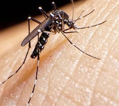 Medidas preventivas contra el dengue 